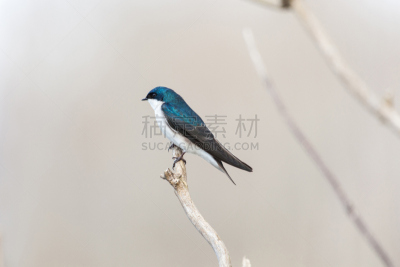 树燕,自然,白色,野生动物,喙,水平画幅,蓝色,鸟类,枝,北美歌雀