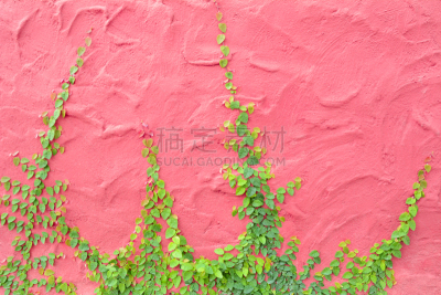常春藤,有蔓植物,粉色,多色的,混凝土墙,水平画幅,墙,无人,户外,植物