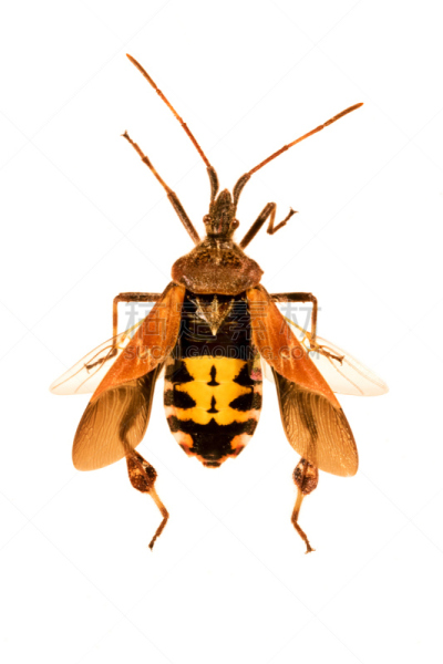 美国,昆虫,松树,西部裸鼻雀,山楂盾蝽,蝽,猎蝽科昆虫,Heteroptera,盾蝽,半翅目