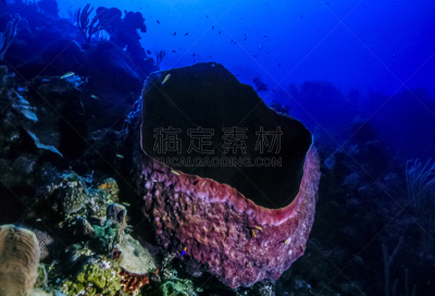 桶状海绵,巨大的,软珊瑚,硬珊瑚,水平画幅,无人,水下,海洋生命,海洋,摄影