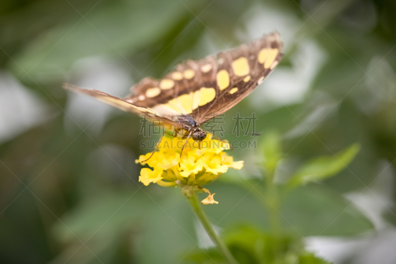 孔雀石蝶,仅一朵花,黄色,butterfly garden,选择对焦,美,褐色,水平画幅,蝴蝶,无人