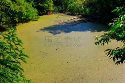 浮萍,绿色,森林,沼泽,簇叶从生的,活力,湿,环境,水面,枝繁叶茂
