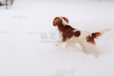 查尔斯王犬,狗,悲痛,水平画幅,无人,斯班尼犬,小狗,白俄罗斯,哈巴狗,国际著名景点