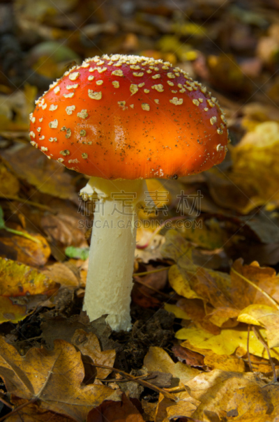 毒蘑菇,森林,室内地面,自然,垂直画幅,秋天,无人,色彩鲜艳,有毒生物体,毒蝇菇
