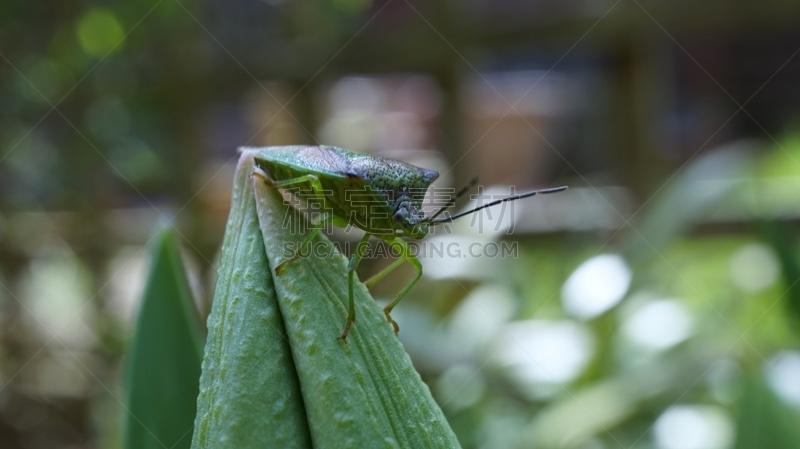 green shield bug,自然,野生动物,水平画幅,绿色,郁金香,无人,野外动物,特写,一只动物