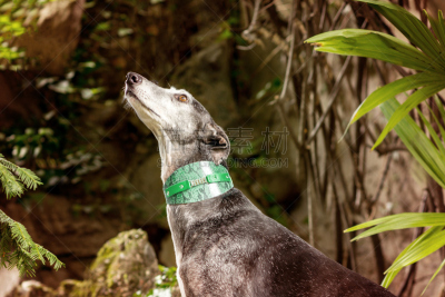 西班牙灵缇,纯种犬,肖像,猎犬,灰猎犬,水平画幅,户外,一只动物,动物主题,宠物