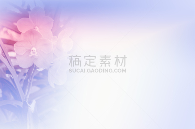 轻的,万代兰花,青绿色,自然,兰花,水平画幅,无人,亚洲,万代兰属,叶子