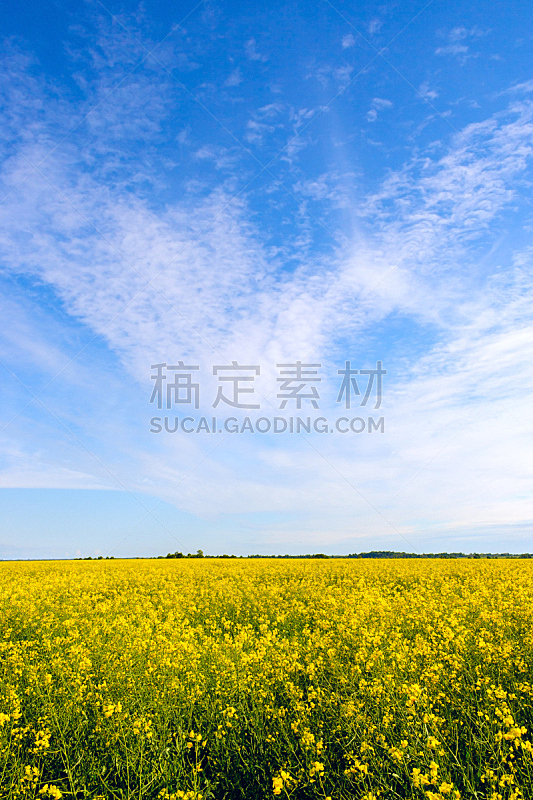 蓝色,田地,油菜花,天空,云景,晴朗,自然,垂直画幅,美,夏天