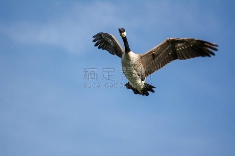 科尔帕奇,野鸭,苏格兰高地,一群鸟,自然,水,水平画幅,鸟类,苏格兰,野外动物