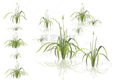 芦苇,矢量,分离着色,多样,阴影,水生植物,反差,白菖蒲,池塘,沼泽