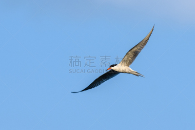 燕鸥,自然,天空,野生动物,水平画幅,蓝色,鸟类,动物习性,动物身体部位,鷸形目
