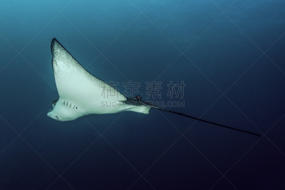 eagle ray,ventral surface,鳃,厄瓜多尔,在下面,动物嘴,水平画幅,无人,水下,加拉帕戈斯群岛