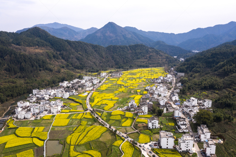 自然美,春天,中国,油菜花,婺源,田地,江西省,航拍视角,莫斯特,花