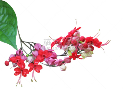 美,蓝花藤,有蔓植物,水平画幅,绿色,无人,背景分离,明亮,虎,红色