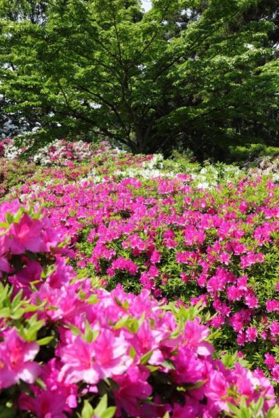 杜鹃花,杜鹃花属,垂直画幅,京都府,绿色,无人,日本,夏天,春天,植物