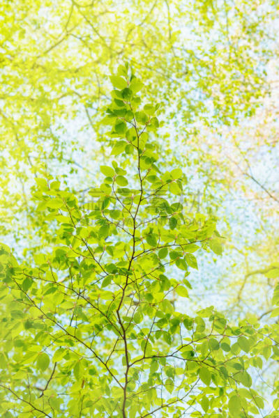 新緑の木の葉