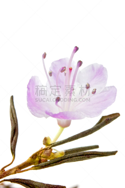 垂直画幅,无人,偏远的,明亮,花束,白色,植物,多年生植物,清新,花粉