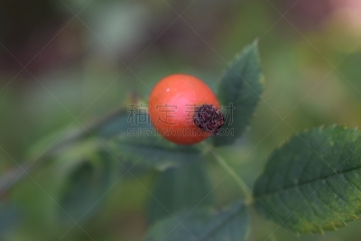 水果,玫瑰,自然,莱茵兰-普法尔茨州,水平画幅,无人,浆果,夏天,熟的,特写