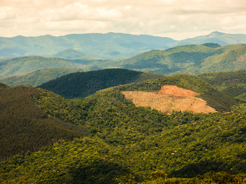 巴西,森林,种植园,摄像机拍摄角度,桉树,bird's eye,山,高视角,自然,褐色