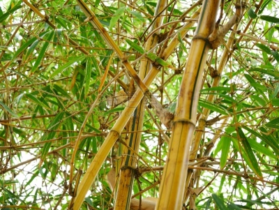 金竹,越南,清新,热带气候,环境,泰国,草类,公园,春天,树干