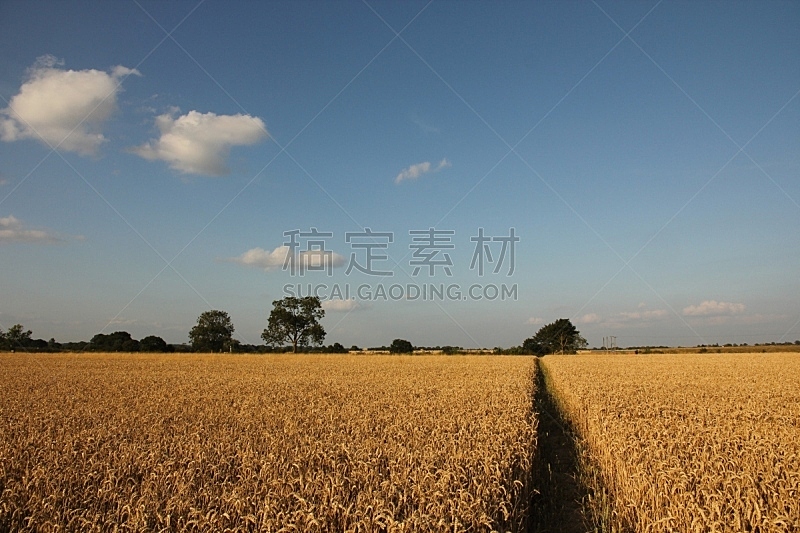 天空,蓝色,熟的,田地,小麦,自然,水平画幅,景观设计,无人