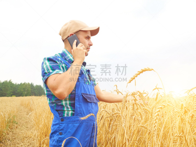田地,农民,格子衬衫,水平画幅,电话机,夏天,户外,仅男人,仅成年人,农作物