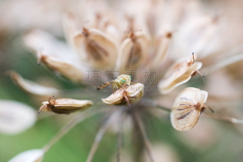 正面视角,两翼昆虫,lacewing,峨参,水平画幅,绿色,无人,特写,一只动物,大特写