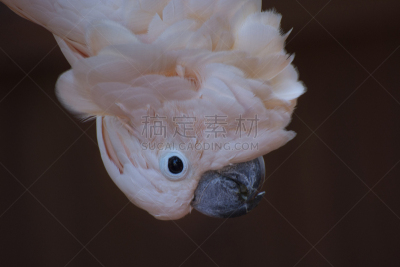 摩鹿加美冠鹦鹉,美国,水平画幅,无人,鸟类,翎毛,粉色,佛罗里达,摄影