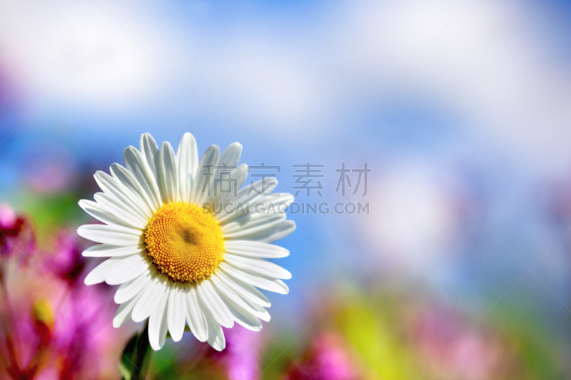 甘菊,天空,美,水平画幅,无人,草坪,夏天,户外,草