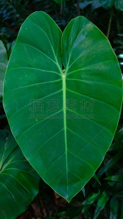多样,夏威夷,瓦胡岛,热带灌木,太平洋岛屿,热带气候,云,八仙花属,龙血树属植物,皇后伞树