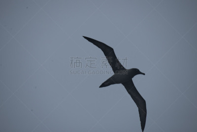 南冰洋,在上面,美国,水平画幅,无人,鸟类,海鸥,简单,海洋,摄影