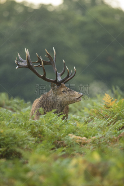 马鹿,自然,垂直画幅,雄鹿,褐色,野生动物,绿色,香水,欧洲蕨,哺乳纲
