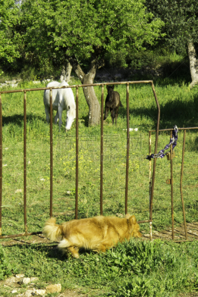 马,狗,西班牙野马,lusitano horse,马丁纳弗兰卡市,利皮札马,阿拉伯马,墨西哥野马,博美犬,三只动物