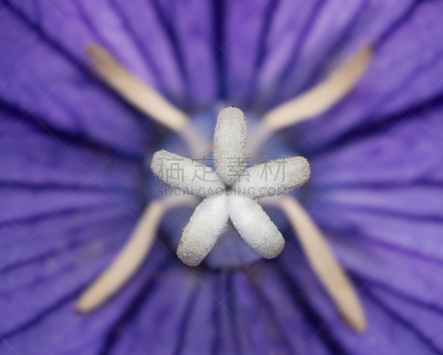 桔梗花,特写,紫苑,自然,植物,水平画幅,无人,2015年,仅一朵花,摄影