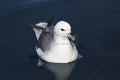 管鼻藿,北,水,野生动物,水平画幅,无人,海鸟,鸟类,海洋,摄影