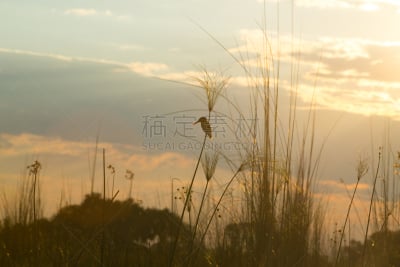 孔雀蓝翠鸟,自然,野生动物,图像,翠鸟,一只动物,野外动物,动物,鸟类,无人