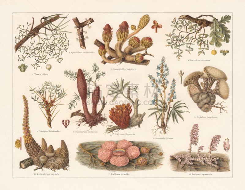 Parasitic plants, chromolithograph, published in 1897