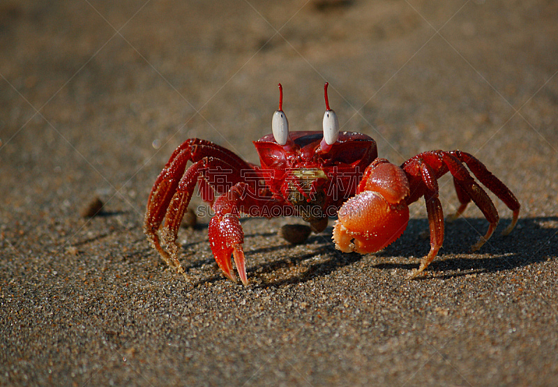 精制虾蟹,螃蟹,海滩,水平画幅,海产,户外,摄影,吃
