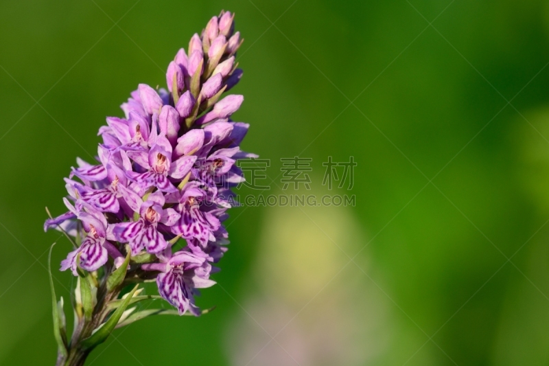 Common spotted orchid