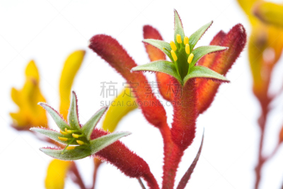 袋鼠爪花,澳大利亚文明,无人,自然,一个物体,植物,图像,水平画幅,大特写,花