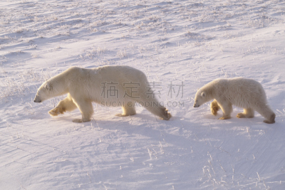 幼兽,北极熊,自然,寒冷,野生动物,水平画幅,雪,无人,野外动物,户外