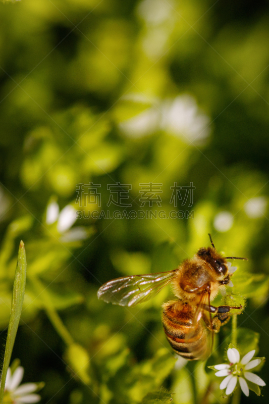 花粉,蜂蜜,蜜蜂,蜂箱,农作物,白色,明信片,贺卡,垂直画幅,蜂王浆
