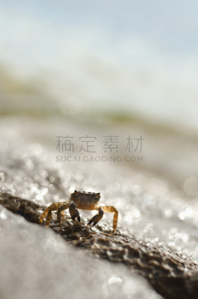 海洋,螃蟹,克罗地亚,罗维尼,褐色,留白,石头,海滩,垂直画幅,蓝色