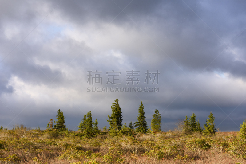 田地,乌云,松树,在上面,西弗吉尼亚,天空,水平画幅,无人,户外,云景