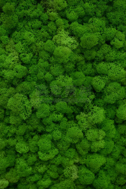 苔藓,自然,绿色,平铺,风景,概念,顶部,陆地,背景,覆盖