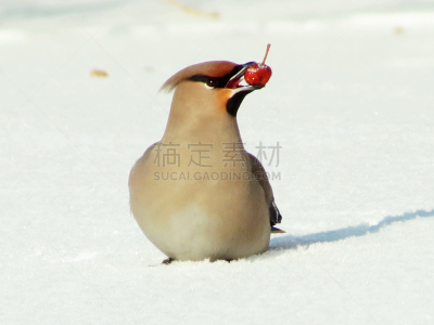 连雀,动物食性,自然,水平画幅,雪,无人,鸟类,观鸟,户外,北美歌雀