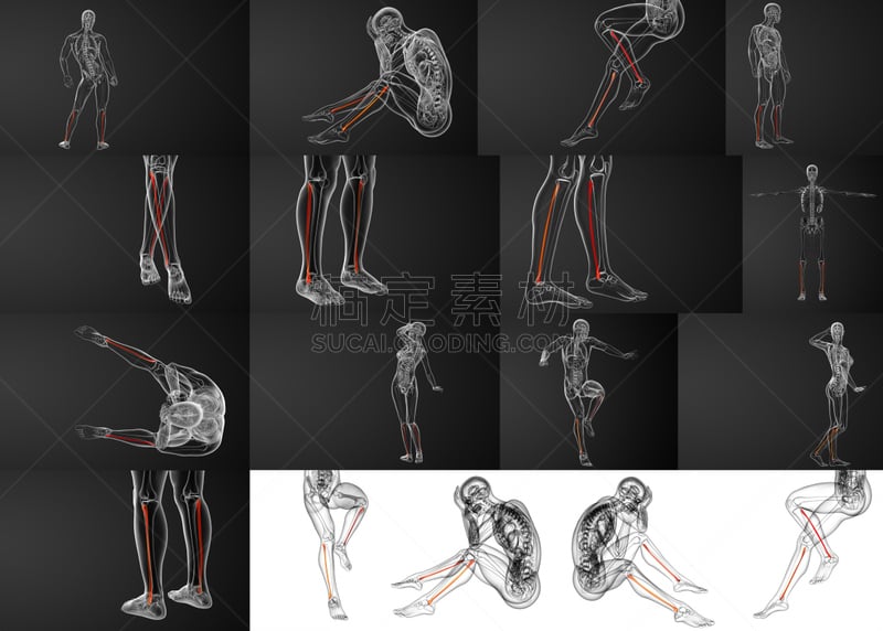 腓骨,三维图形,骨骼,绘画插图,胫骨,人类骨架,水平画幅,人,健康保健,泰国