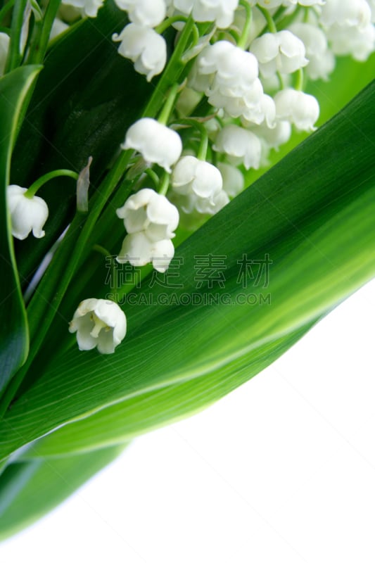 铃兰,wood lily,自然,垂直画幅,绿色,小的,无人,白色背景,特写,百合花