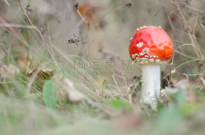 蘑菇,伞菌,橙色伞菌,毒蝇菇,伞形毒菌,毒蘑菇,美,水平画幅,研磨食品,户外