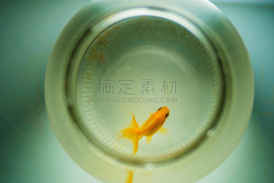 玻璃鱼缸,金鱼,鱼食,超小号,鱼缸,人工饲养动物,水族馆,水,留白,水平画幅